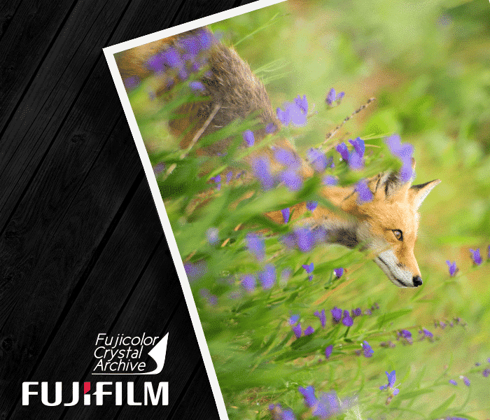 FujiFilm fotopapir